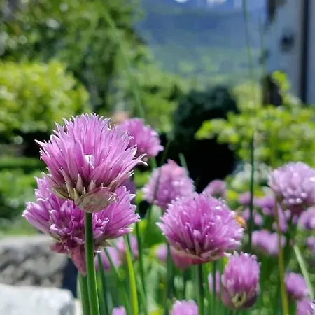 아파트 Le Petit Coq - Ampio E Luminoso Con Vista